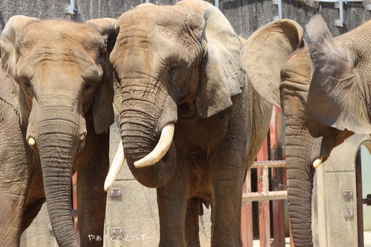 とべ動物園アフリカゾウ：リカ母さん（推定３９歳）