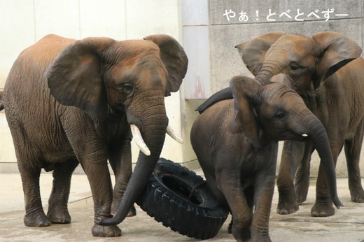 日本で唯一血縁関係のあるアフリカゾウが暮らす愛媛とべ動物園