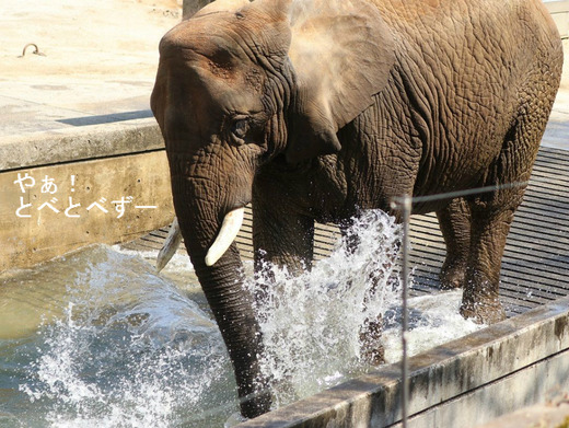 とべ動物園アフリカゾウ:リカ母さん(メス、推定31歳)