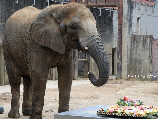 日本で初めて人工哺育で育った媛ちゃん：愛媛とべ動物園