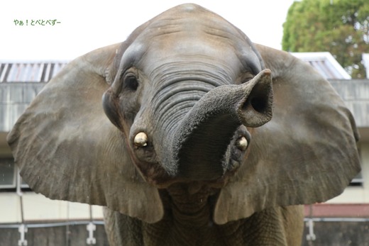 とべ動物園アフリカゾウ:媛ちゃん(メス、16歳)