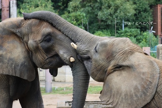 家族愛溢れるアフリカゾウの家族＠愛媛県立とべ動物園