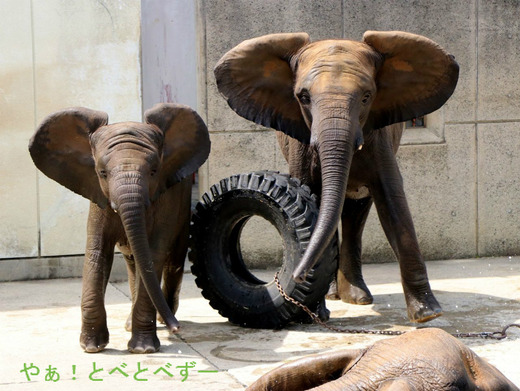 びっくり顔のアフリカゾウの子象