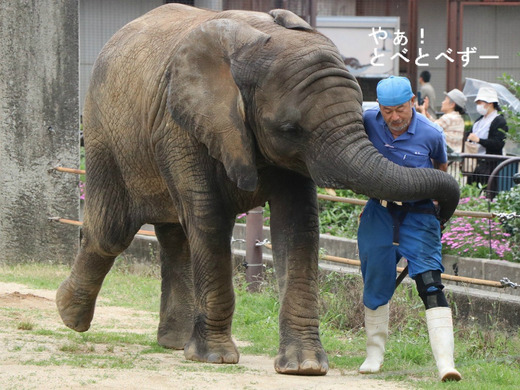 日本で唯一血縁関係のあるアフリカゾウが暮らす愛媛とべ動物園