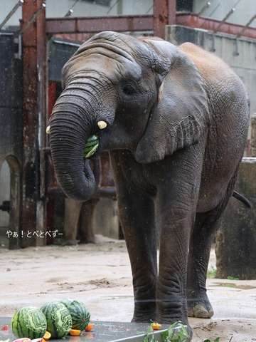 日本で唯一血縁関係のあるアフリカゾウが暮らすとべ動物園