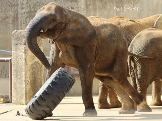 とべ動物園ブログ：やぁ！とべとべずー