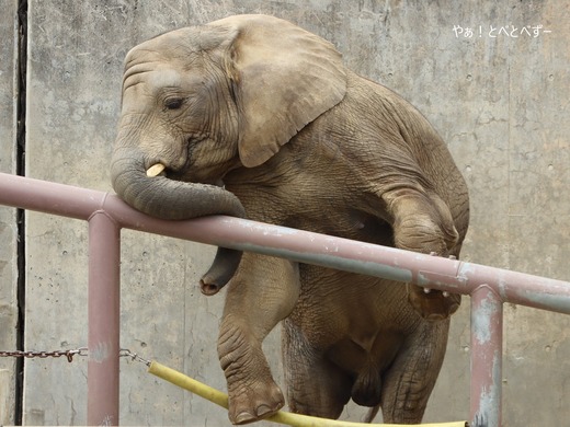 日本で最年少のアフリカゾウの子ゾウの砥愛:愛媛とべ動物園県立