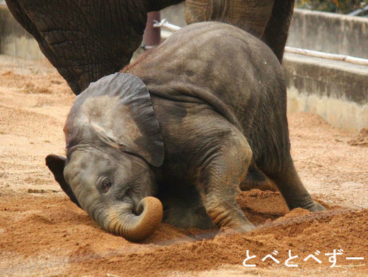 とべ動物園アフリカゾウ：砥夢くん（多摩動物公園に婿入り）