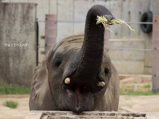 とべ動物園アフリカゾウ：アフ、リカ、媛、砥夢、砥愛