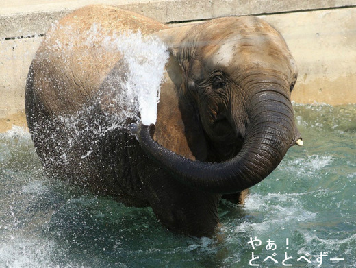 プールで水浴びをするアフリカゾウ:愛媛とべ動物園