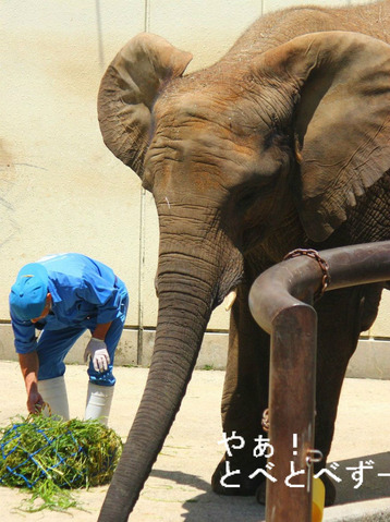 とべ動物園ブログ：ゾウ、レッサーパンダ、ピース、ライオン