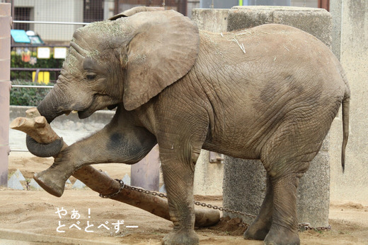 丸太で遊ぶアフリカゾウの子象の砥愛ちゃん