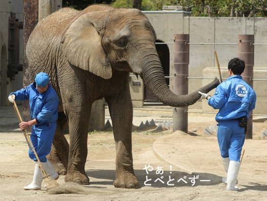 とべ動物園アフリカゾウ：媛ちゃん（メス、11歳）