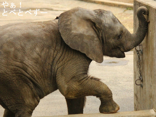 とべ動物園ブログ：やぁ！とべとべずー