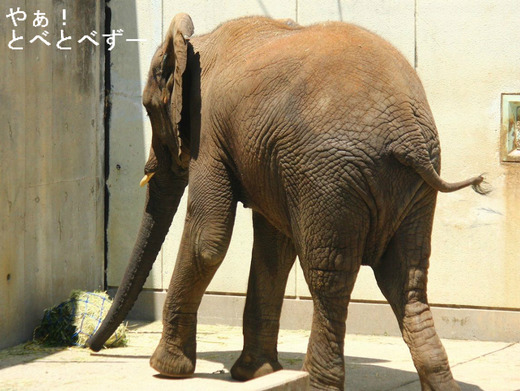 多摩動物公園アフリカゾウの砥夢くんのお姉ちゃん象の媛