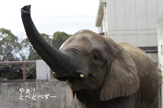 とべ動物園アフリカゾウのブログ:やぁ!とべとべずー