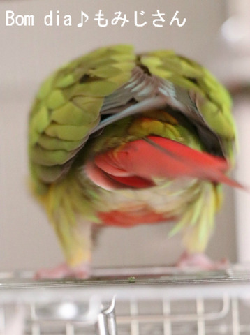 もみじさんのオチリ