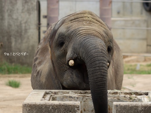 とべ動物園アフリカゾウのブログ：やぁ！とべとべずー