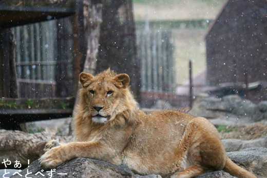 雪のとべ動物園：ライオンの柑太郎