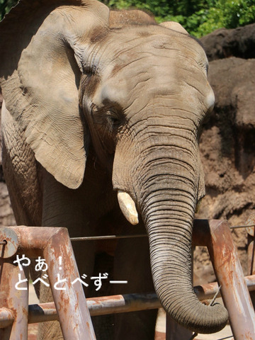 多摩動物公園アフリカゾウの砥夢（とむ）くん