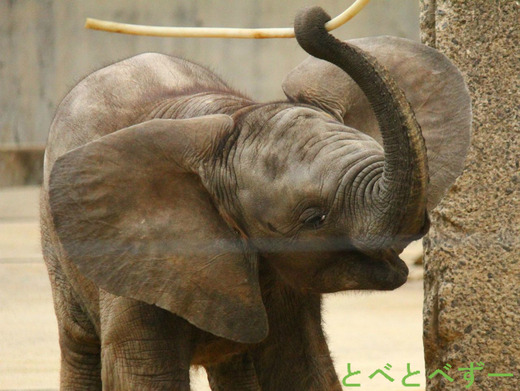 とべ動物園アフリカゾウの親子：媛（長女）、砥愛（次女）