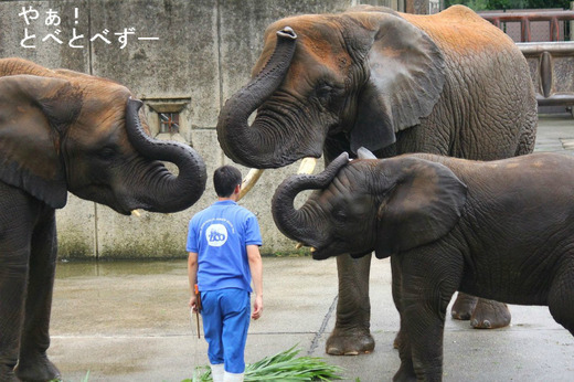 とべ動物園:「待って」の芸をするアフリカゾウの親子