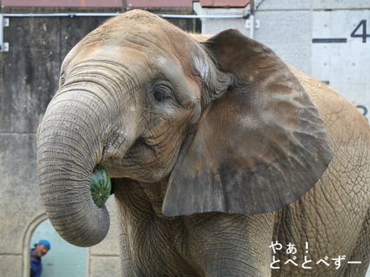 とべ動物園アフリカゾウのブログ:やぁ!とべとべずー