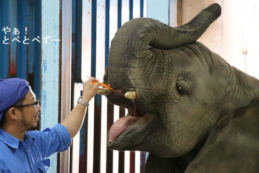 とべ動物園アフリカゾウのブログ