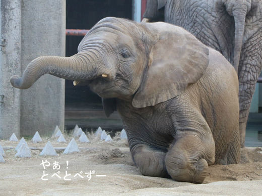 砂場で寝転んで遊ぶアフリカゾウの子象の砥愛ちゃん