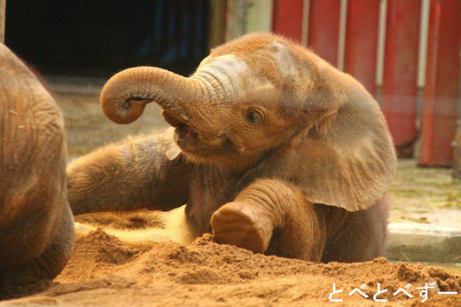 とべ動物園第２回写真コンクール