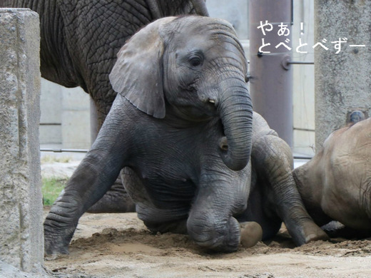 とべ動物園アフリカゾウ