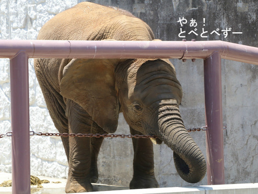 日本で唯一アフリカゾウの仔象が見られる愛媛とべ動物園