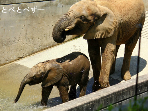 とべ動物園ゾウのイベント：昨年生まれた砥愛の満１歳誕生会