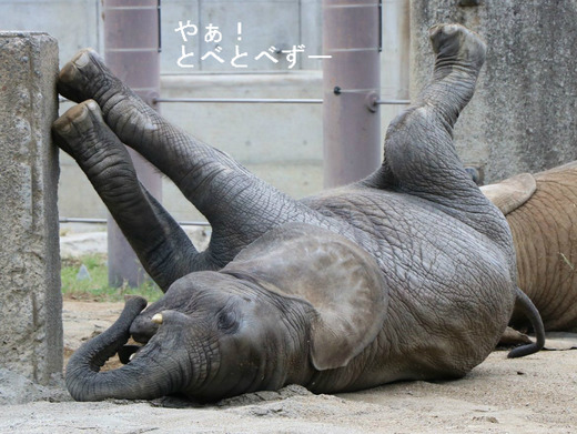 とべ動物園ブログ:やぁ!とべとべずー