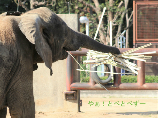 アフリカゾウ、アジアゾウ大好きブログ:やぁ!とべとべずー