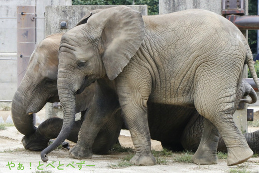日本で唯一アフリカゾウの家族が見られる愛媛県立とべ動物園