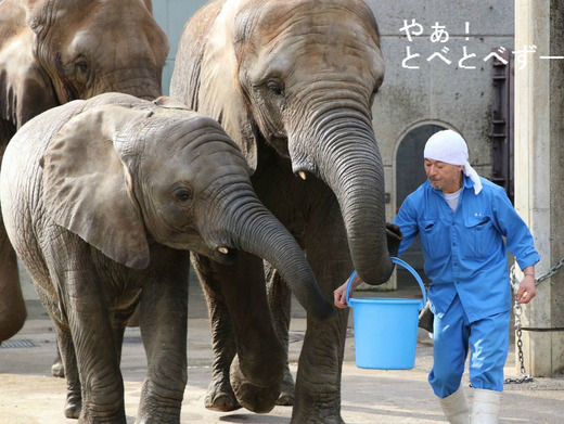 とべ動物園アフリカゾウのブログ：やぁ！とべとべずー