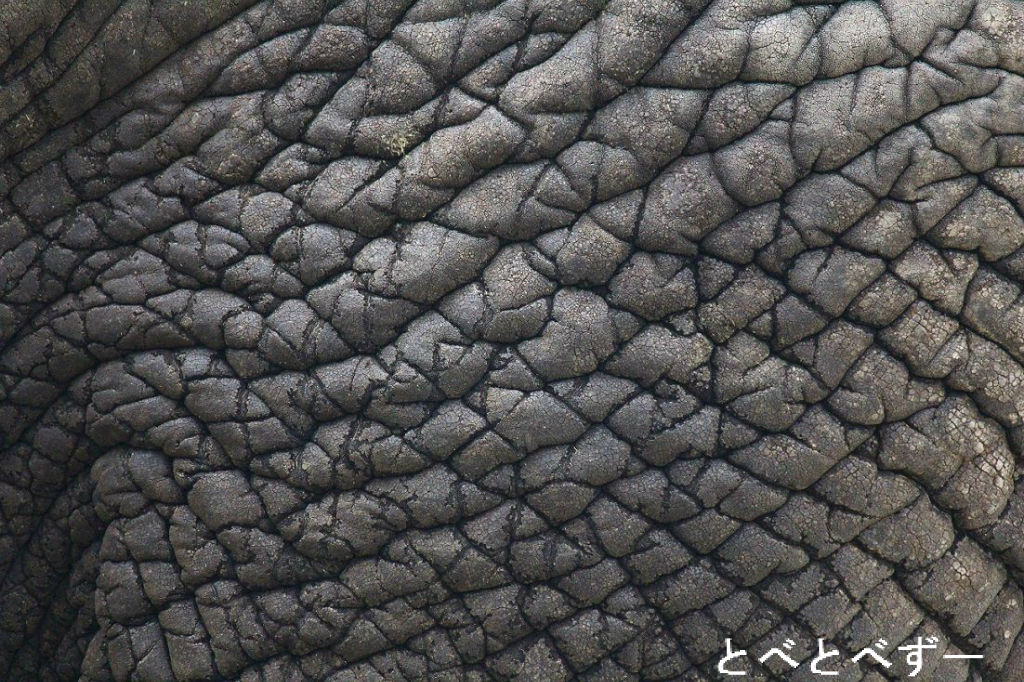 冷し象はじめました やぁ とべとべずー与茂駄 よもだ くあとろ とべ動物園で暮らすアフリカゾウのブログ 冷し象はじめました やぁ とべとべずー与茂駄 よもだ くあとろ とべ動物園で暮らすアフリカゾウのブログ