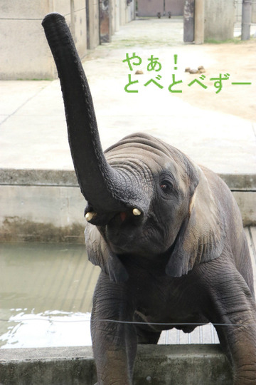 とべ動物園アフリカゾウのブログ:やぁ!とべとべずー