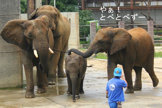 やぁ!とべとべずー(by ケニッシュ)