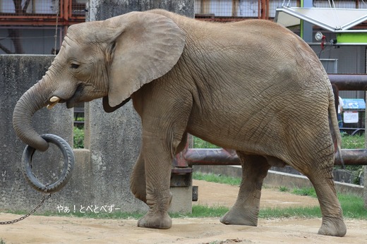 とべ動物園アフリカゾウのブログ：やぁ！とべとべずー
