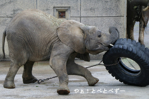 とべ動物園アフリカゾウのブログ:やぁ!とべとべずー