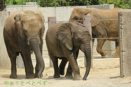 とべ動物園アフリカゾウ