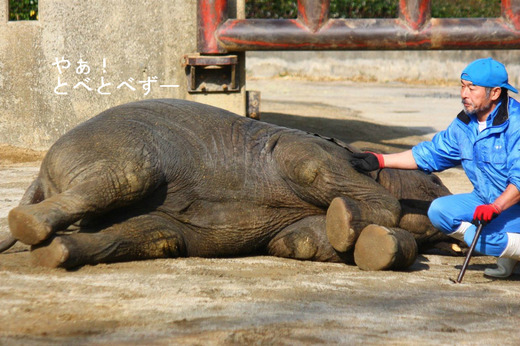 とべ動物園のブログ:アフリカゾウ、ピース、レッサーパンダ