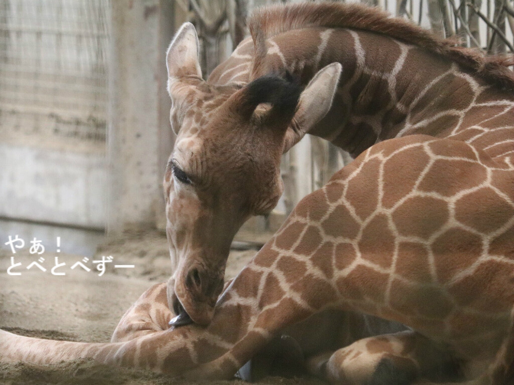 臨時増刊号 キリンの赤ちゃん誕生 やぁ とべとべずー与茂駄 よもだ くあとろ とべ動物園で暮らすアフリカゾウのブログ 臨時増刊号 キリンの赤ちゃん誕生 やぁ とべとべずー与茂駄 よもだ くあとろ とべ動物園で暮らすアフリカゾウのブログ