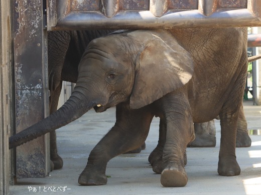 とべ動物園アフリカゾウ：砥愛ちゃん（メス、８歳）