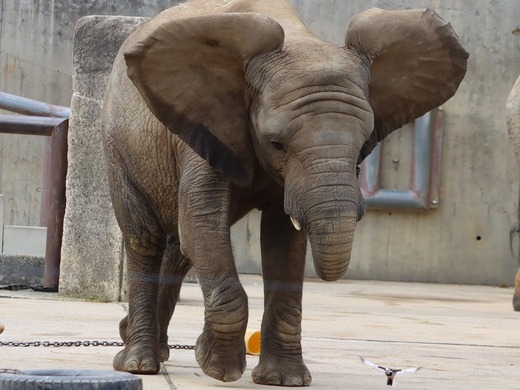 とべ動物園ブログ:やぁ!とべとべずー