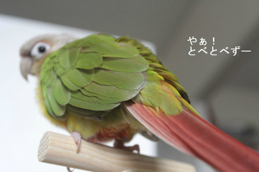 ウロコインコの『もみじ』さんのブログ:やぁ!とべとべずー