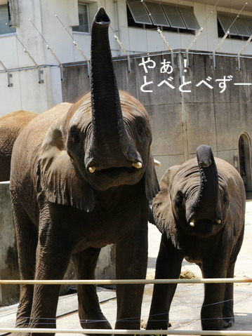 日本で唯一アフリカゾウの子象が見らえる愛媛県立とべ動物園