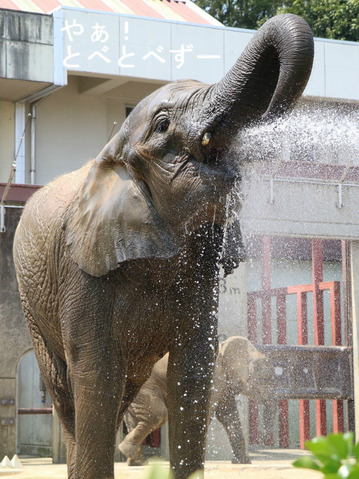 とべ動物園ブログ：媛、ピース、柑太郎、砥々丸、ハヤト、タフ